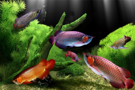 金龙鱼3D序列图图片