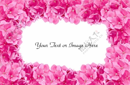 粉红色鲜花相框图片