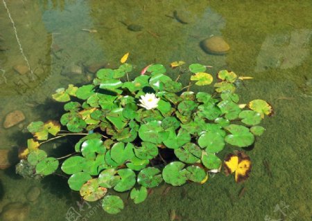 池塘中的白色睡莲图片