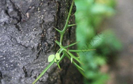 荊棘圖片