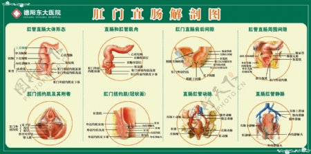 肛肠解剖图图片