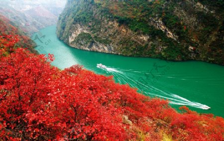 峡江红叶图片