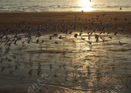 惊起一滩海鸥图片