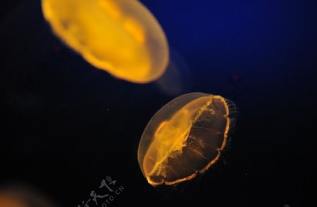 海中水母图片