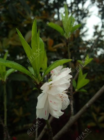 新春白色桃花图片
