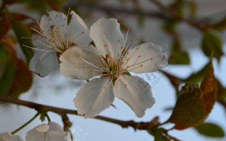 桃花图片