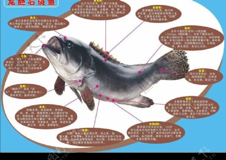 龙胆石斑鱼图片