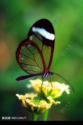 黑蝴蝶摄影图片
