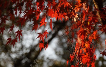 深秋红叶图片