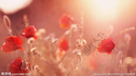 红背景玫瑰花素材图片