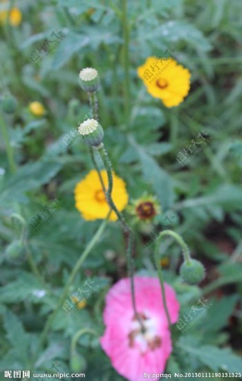 罂粟花的种子图片