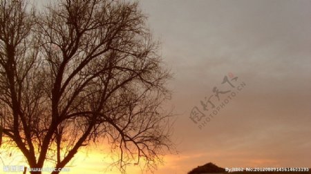 乡村沙枣树黄昏图片
