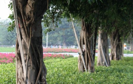 广州海星沙树木图片