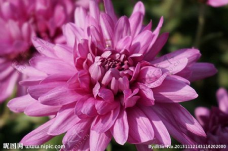 紫红菊图片