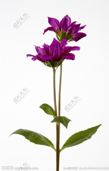 菊花紫菊花图片