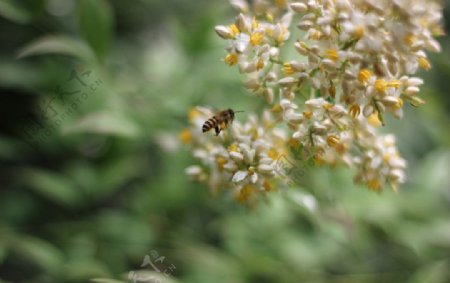 蜜蜂图片