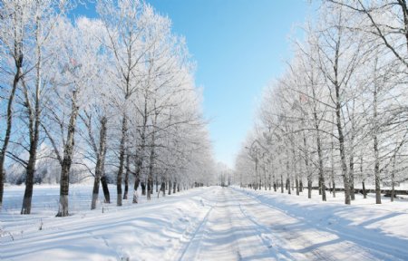 冬季雪景暖冬背景图片