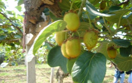 猕猴桃树图片
