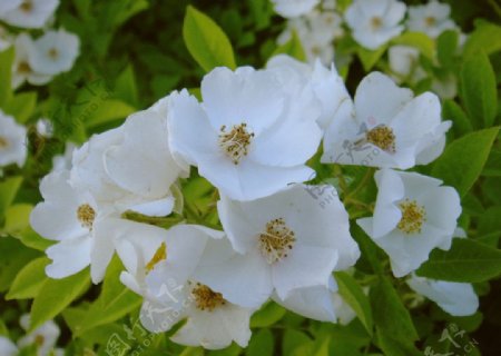 白色蔷薇花图片