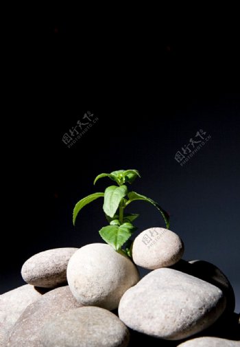 乱石中的植物图片