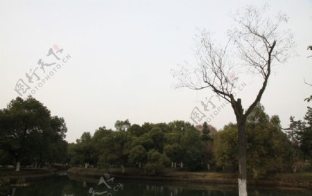 自己拍的公园冬季风景池塘边小树图片