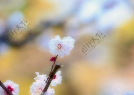 春季桃花摄影图片