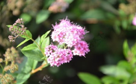 粉花绣线菊图片