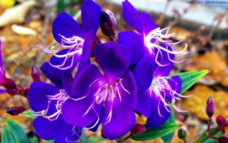 紫色野牡丹花絮景斑斓周灵野牡丹图片