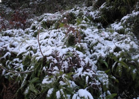 积雪下的山蕨图片