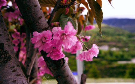高原樱花图片