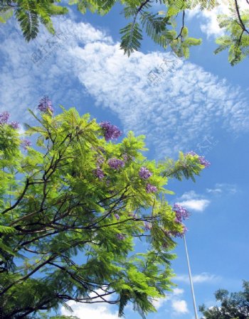 非洲紫葳图片