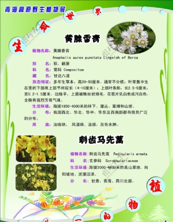 青海高原野生植物展图片