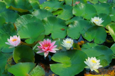 合肥市翡翠湖迎宾馆池塘里的浮萍花图片
