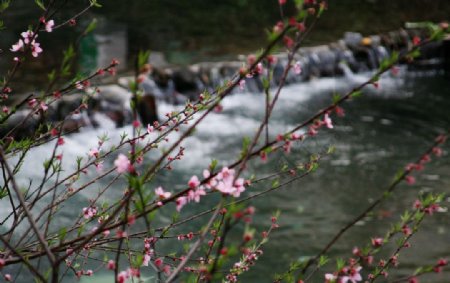 江西婺源理坑村子里的溪水和桃花图片