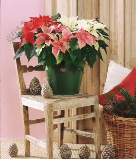 圣诞红椅子静物松果暖调圣诞装饰图片