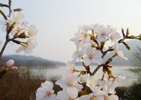 樱花美景图片