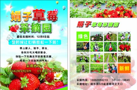 草莓采摘园宣传单图片