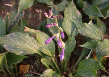 紫萼图片
