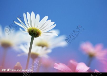 小白花图片