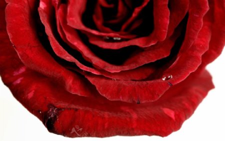 红玫瑰特写图片