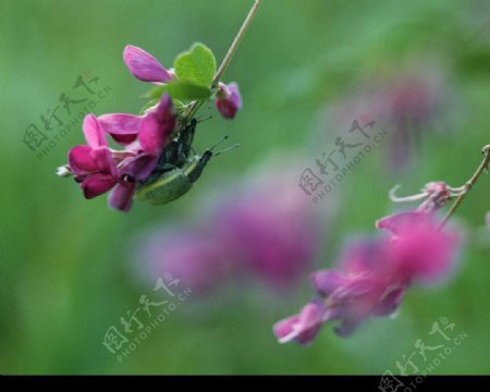昆虫和花朵图片