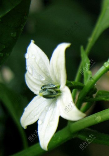 微距小白花夜来香A650拍摄白花上的水珠2图片