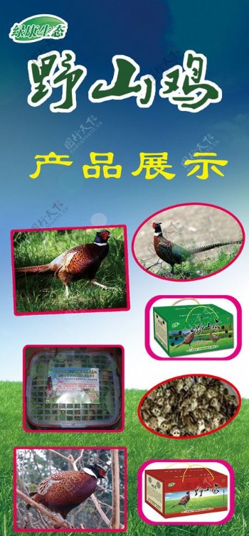 野山鸡产品展示图片