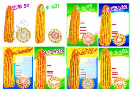 玉米农资素材图片