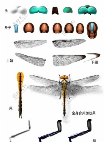 蜻蜓动物图案素材图片