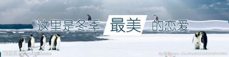 南极banner图片