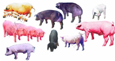 各种类型的猪图片