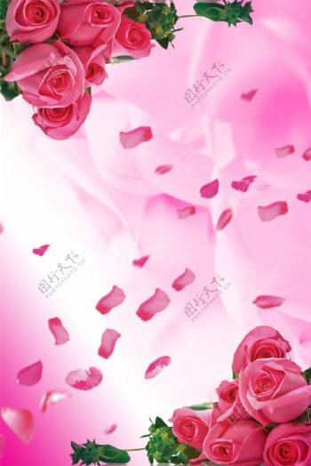 浪漫背景玫瑰图片