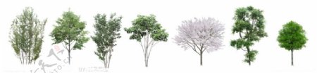 七款高精度树木分层素材图片