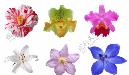 六朵高清晰花朵分层素材图片